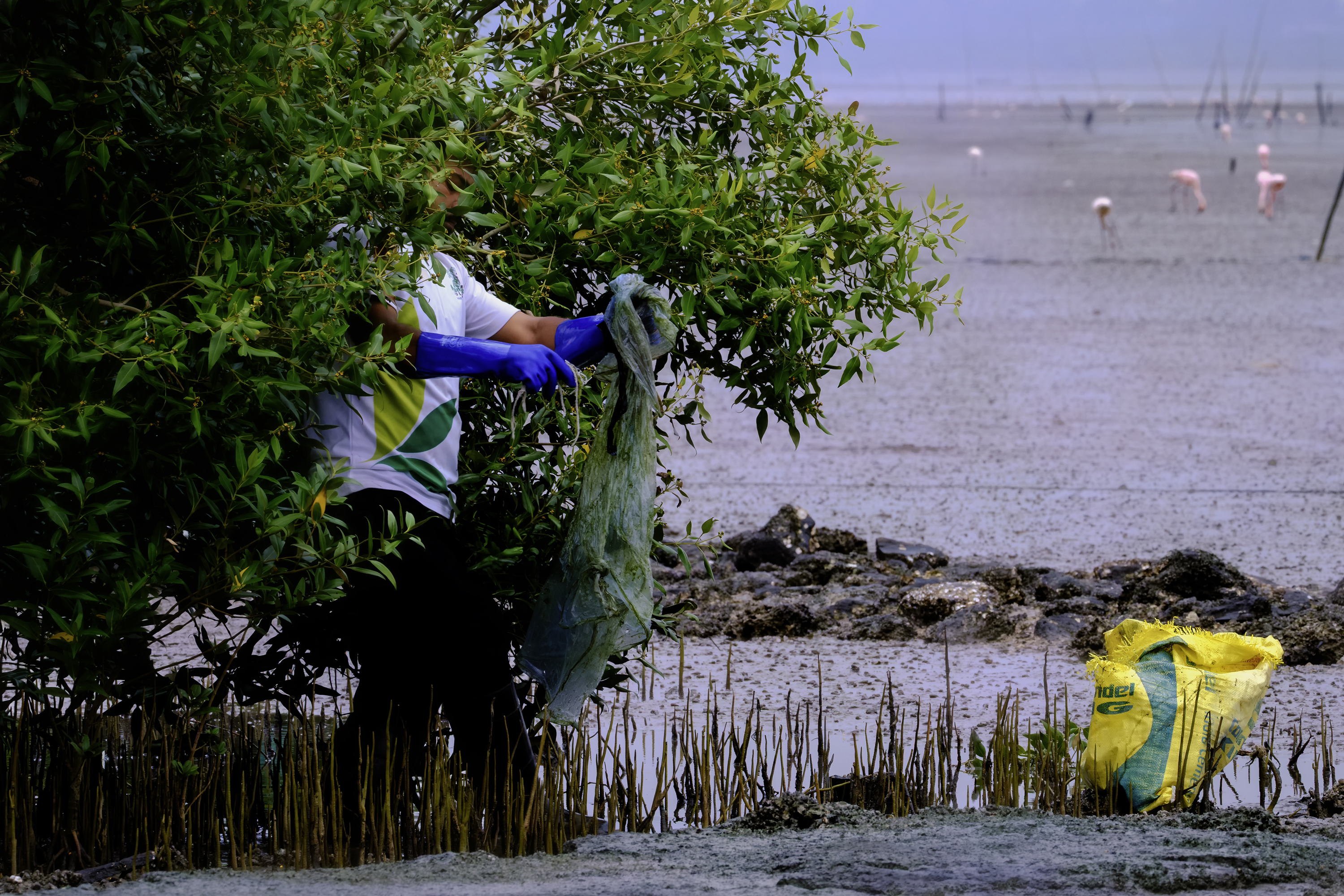 Mangrove clean up